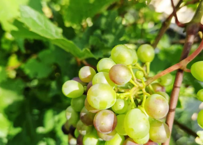 아파트 Baja 카르파츠